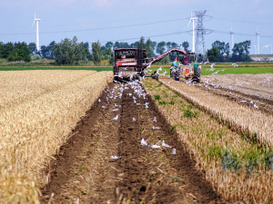 Jihočeským zemědělským podnikům chybí 11 procent zaměstnanců