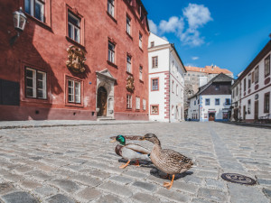 Místo turistů se ulicemi Krumlova prochází kachny. Jak vypadá turistická metropole bez lidí?