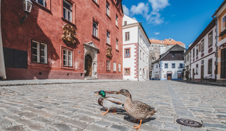 Místo turistů se ulicemi Krumlova prochází kachny. Jak vypadá turistická metropole bez lidí?