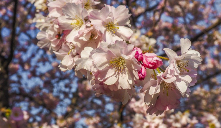 Na Velikonoce se v Česku výrazně oteplí, pršet bude jen málo