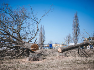Stoleté duby někdo bez povolení pokácel, policisté hledají pachatele i případné svědky