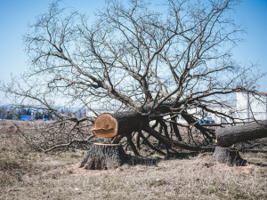 Stoleté duby někdo bez povolení pokácel, policisté hledají pachatele i případné svědky