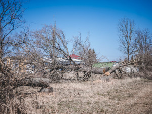 Stoleté duby někdo bez povolení pokácel, policisté hledají pachatele i případné svědky