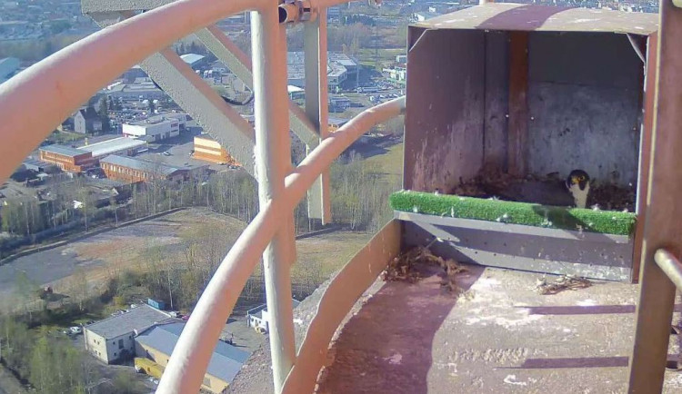 Sokolí pár už na teplárenském komíně zdomácněl. Vyvede opět mladé?