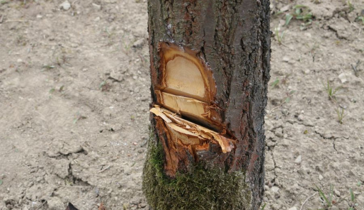 FOTO: Nezvaný host se vloupal do chaty. Nic neukradl, pokusil se ji zdemolovat a pokácet strom