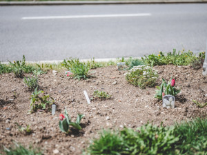 Město se nedrží žádné vize. Snažím se inspirovat k aktivitě v ulicích, říká Akční Budějčák Martin Novotný