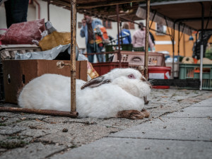 Farmářské trhy se na Piaristické náměstí vrátí už příští týden