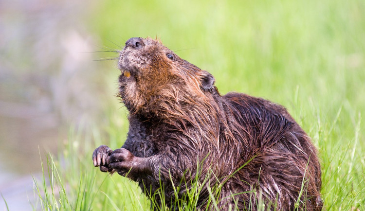 Počet bobřích teritorií na Šumavě stoupá
