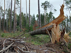 Únorové vichřice poničily v Boleticích 150 tisíc metrů krychlových dřeva