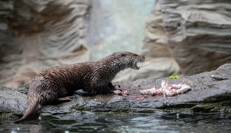 Zoo v Hluboké nad Vltavou kvůli vstupenkám neotevře v pondělí
