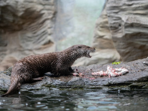 Zoo v Hluboké nad Vltavou kvůli vstupenkám neotevře v pondělí