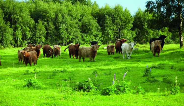 Soutěž o nákup kvalitního BIO hovězího masa z Novohradských hor a České Kanady