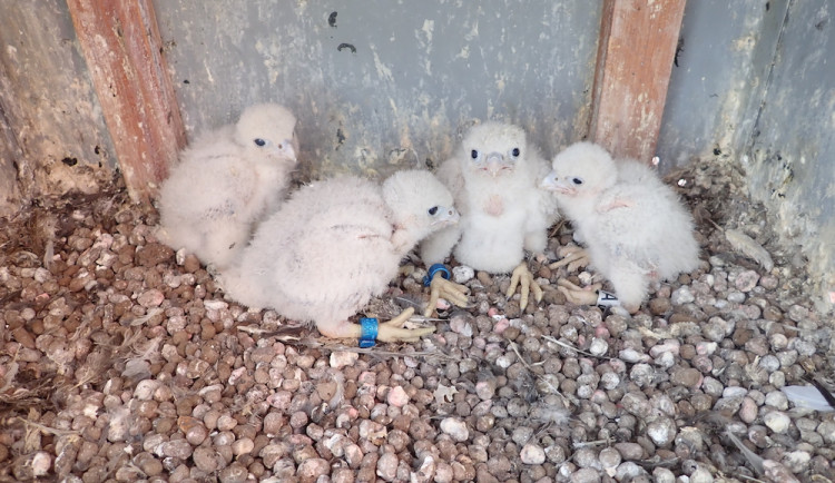 Na komíně teplárny je živo, narodila se čtyři sokolí mláďata