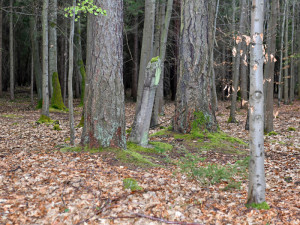 České Budějovice objektivem Milana Bindera a perem Martina Maršíka: Vraždu mečíře připomíná smírčí kámen