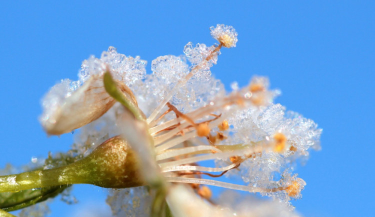 Začátek května přinesl ochlazení, na horách může i sněžit