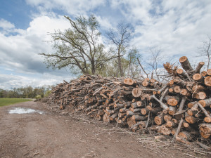 Podél Vltavy se v Boršově vykácely desítky stromů. Podle Povodí Vltavy šlo o nebezpečné dřeviny