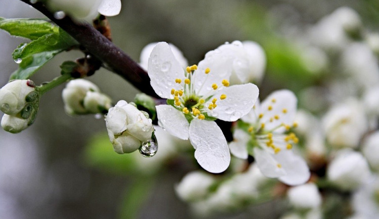 Po chladném týdnu se začne zvolna oteplovat, pršet bude málo