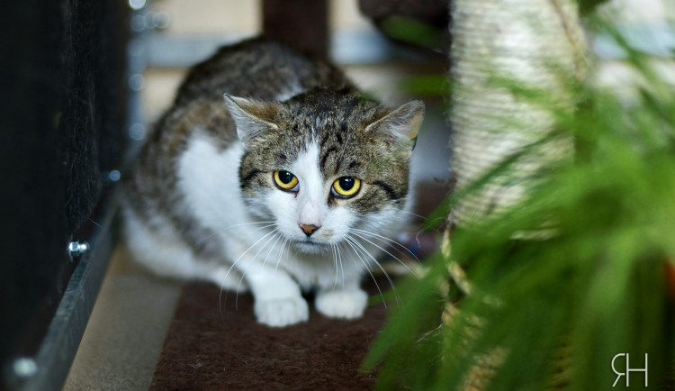 Radek Havlicek-VividFoto.cz