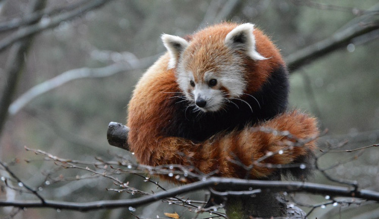 Proč má zebra pruhy? A kolik zvířat je v liberecké zoo? To se dozvíte na komentovaných prohlídkách