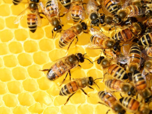 Včelaře čeká těžký rok. Jihočeský kraj je podpoří částkou přesahující milion a půl