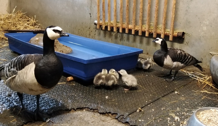 Pár bernešky bělolící vyseděl v ZOO Tábor šest nových přírůstků