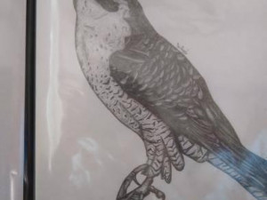 sokol Hana Jiříková