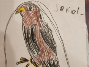 sokol Karolínka Machová