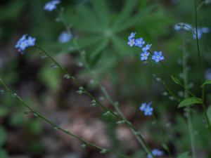 Kousek Vltavy budete mít jako na dlani. Zkuste výlet na vyhlídkové místo U kříže nedaleko Poněšic