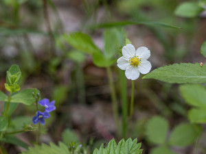 Kousek Vltavy budete mít jako na dlani. Zkuste výlet na vyhlídkové místo U kříže nedaleko Poněšic