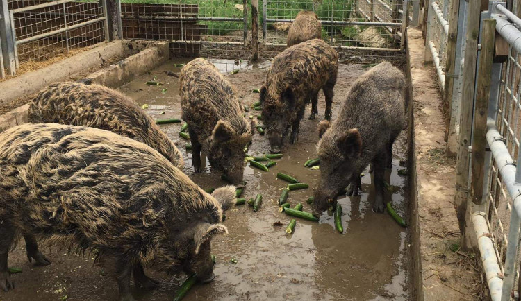 Obchodní řetězec daroval táborské zoo salátové okurky. Smlsnou si na nich daňci, ale i medvědi