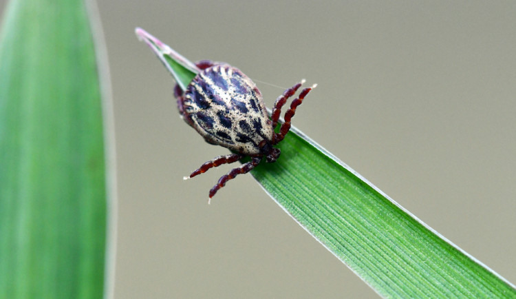V Česku narůstá výskyt klíšťat zavlečených z jihu Evropy nebo Afriky, nový projekt pomáhá s jejich mapováním