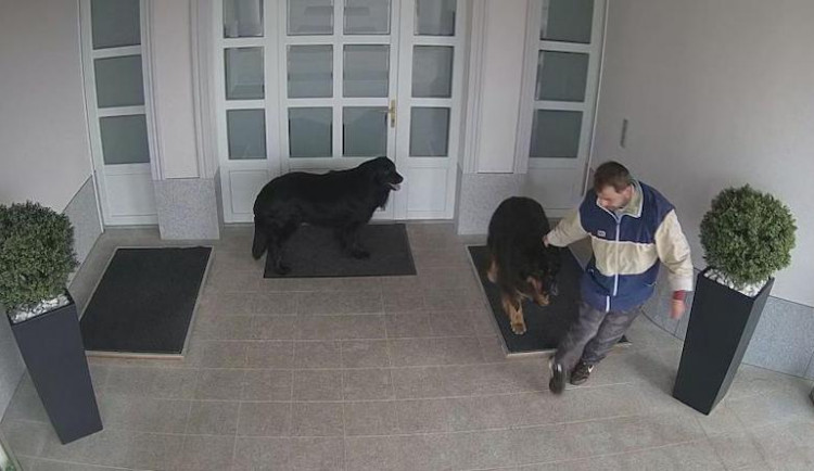 VIDEO: Zloděj ukradl ze zahrady psa. Nakonec mu zůstalo jen vodítko, pes se vrátil domů