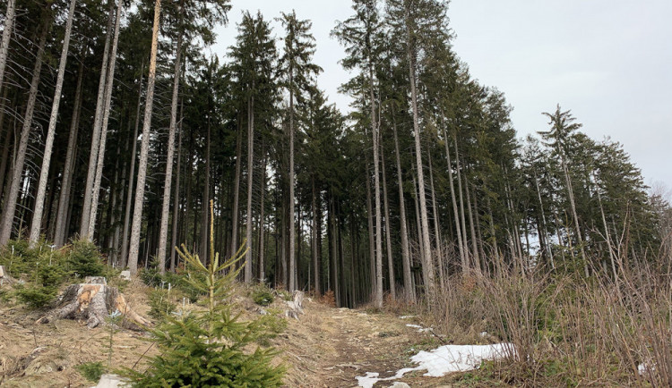 Bezzásahová plocha Boubínského pralesa se zvyšuje na 139 hektarů