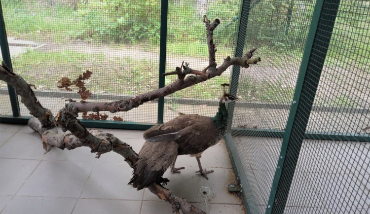 Pávice přijela na podvozku lokomotivy do Plzně až z Budějc