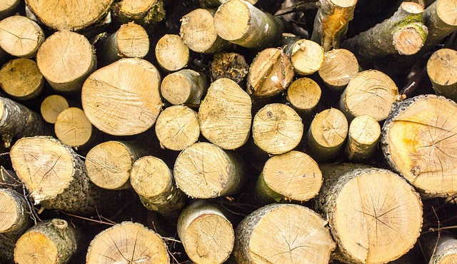 Z Partyzánské ulice v Liberci zmizely stromy, pokácet je nechalo ministerstvo obrany