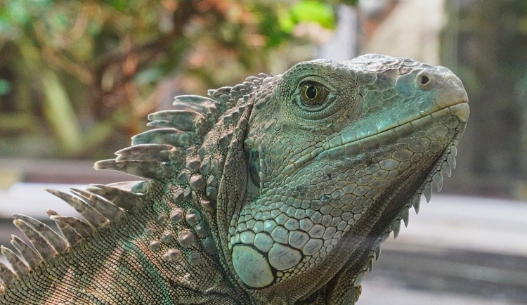 Ze zahrady utekl metr a půl dlouhý leguán. Pátrá po něm policie