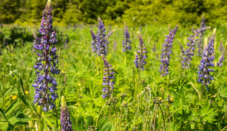 Na Šumavě se šíří invazivní rostlina lupina mnoholistá
