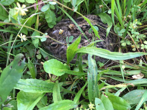 Každoročně zemřou na loukách stovky tisíc mláďat. Jejich ochrana nemůže stát jen na dobrovolnících, říká Pavla Benettová