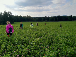 Každoročně zemřou na loukách stovky tisíc mláďat. Jejich ochrana nemůže stát jen na dobrovolnících, říká Pavla Benettová