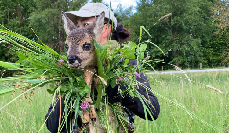 Každoročně zemřou na loukách stovky tisíc mláďat. Jejich ochrana nemůže stát jen na dobrovolnících, říká Pavla Benettová