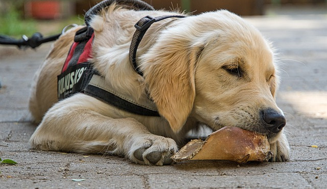 Veganská strava u zvířat? Dobrá tak pro křečka, nikoliv pro psa nebo kočku