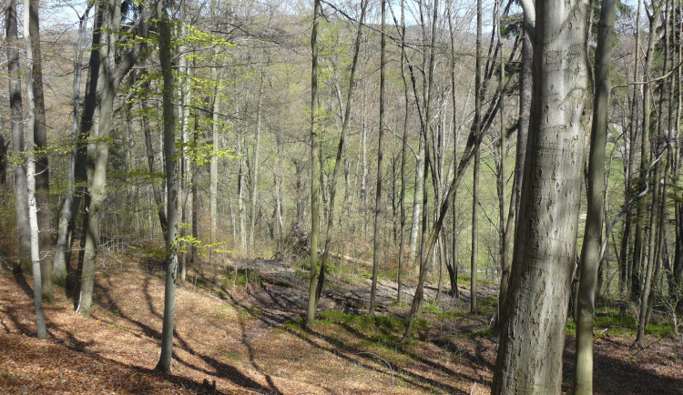 Přírodní rezervace Na hranicích u Rakous by se měla rozšířit a ochránit tak významnou lokalitu