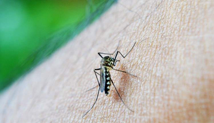 Červnové srážky mohou výrazně zvýšit výskyt komárů na jihu Čech