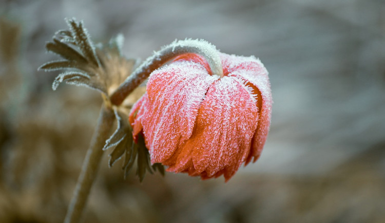 Ráno bylo na několika místech rekordně chladné, na Šumavě mrzlo