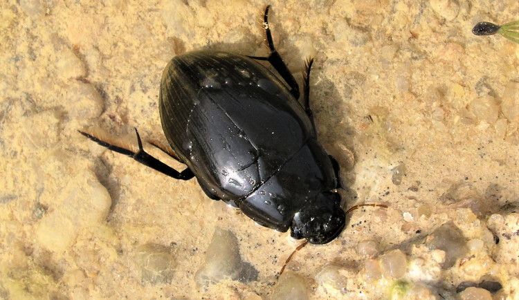 Vědci v pískovnách na jihu Čech našli ohrožené vodní brouky