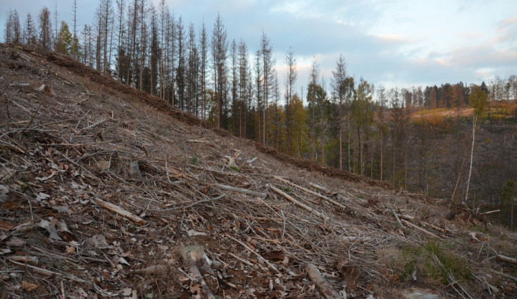 Kůrovcem je silně zasaženo 47 procent katastrů