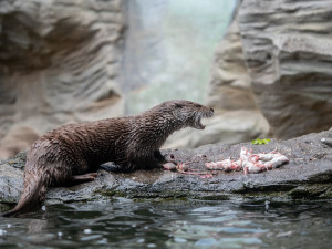 Jihočeský kraj pomůže zoologickým zahradám v regionu, přispěje částkou 400 tisíc korun