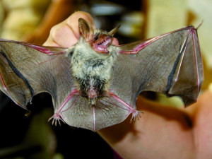 V Zoo Hluboká chystají Netopýří  noc