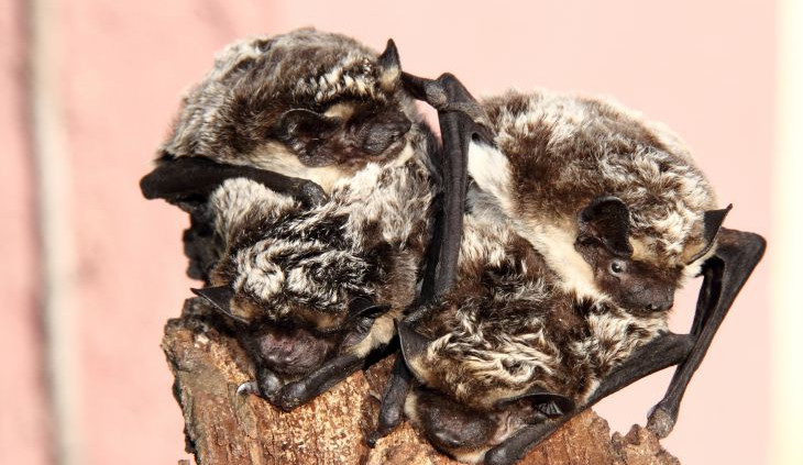 V Zoo Hluboká chystají Netopýří  noc