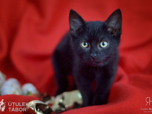 Radek Havlicek-VividFoto.cz